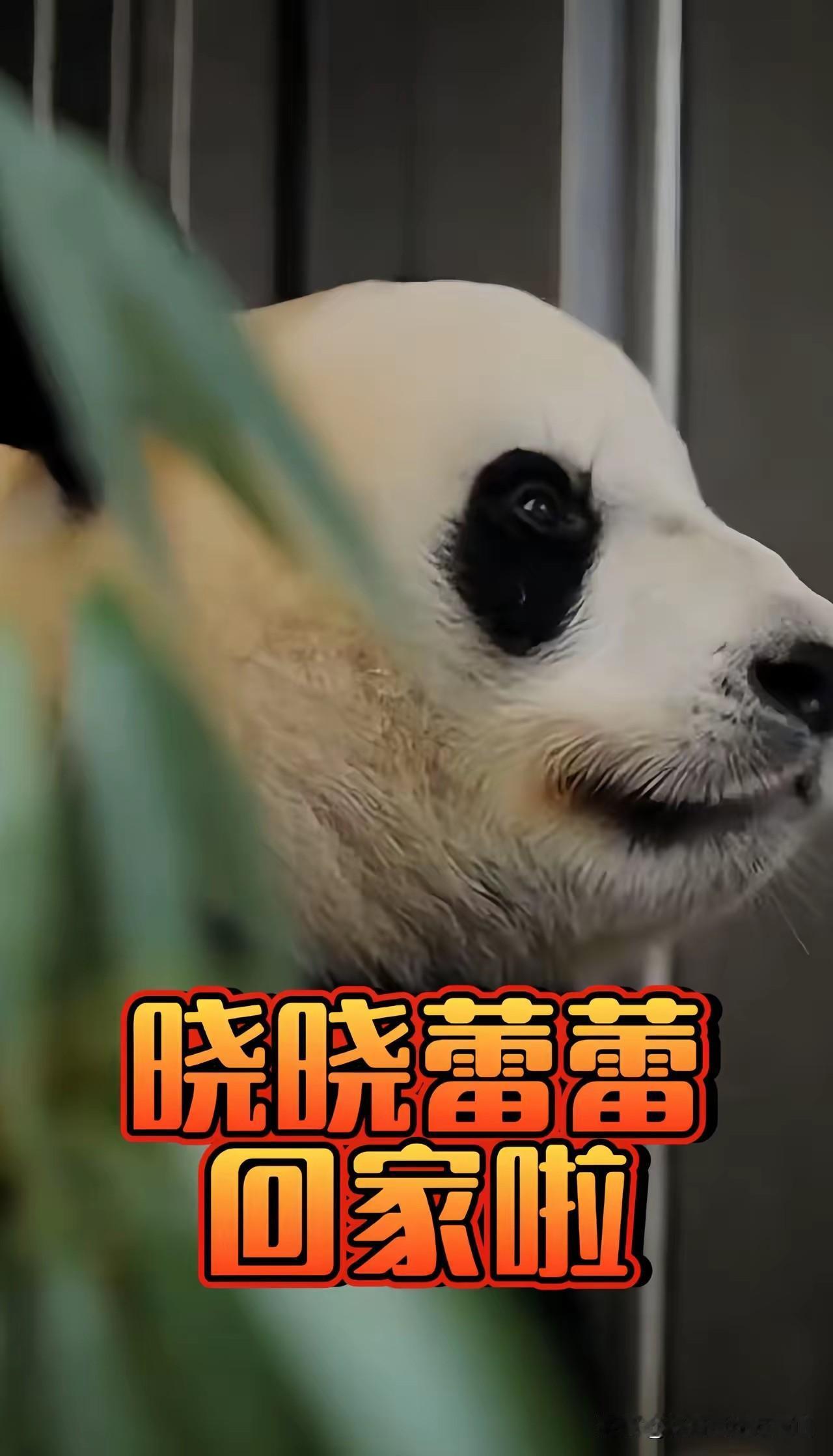 大熊猫晓晓蕾蕾回国了，17.8万人排队预约为大熊猫送行，送行场面很尴尬，一边