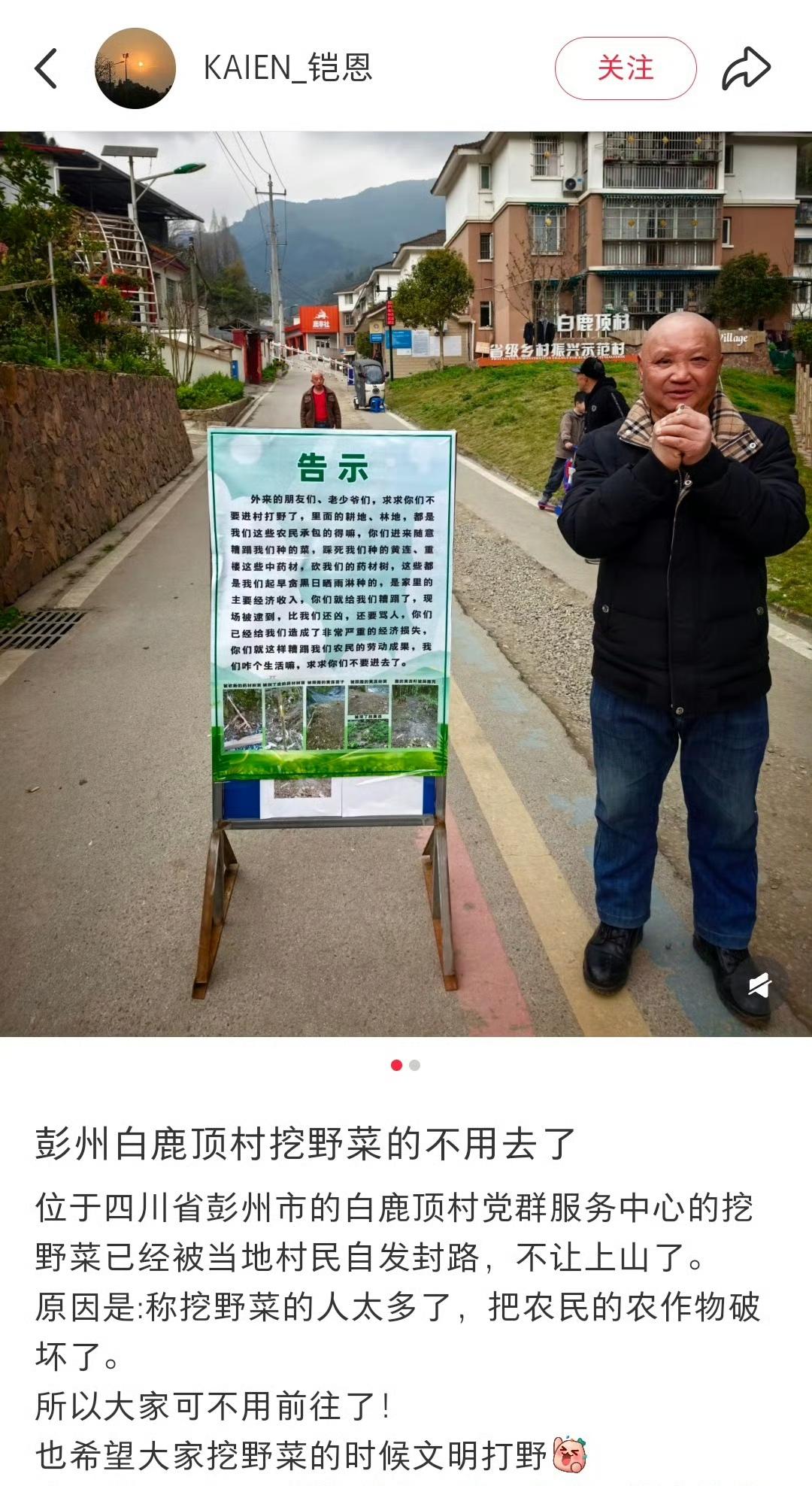 菜或许是野的，地可不是野的，成都彭州白鹿顶村的村民，已经被挖野菜的整怕了……
