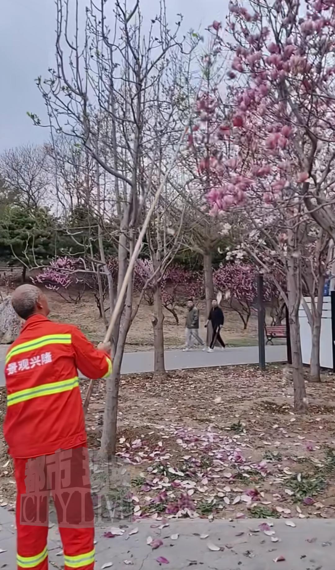 彻底摊牌了！3月30日11:18北京消息，3月29日北京兴隆郊野公园保洁持竹竿