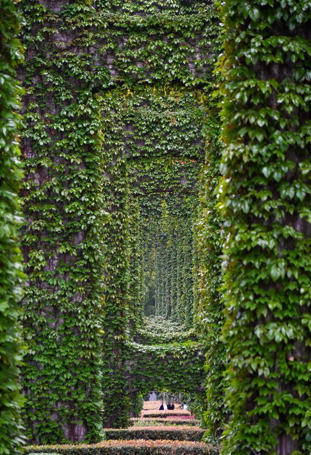 成都二环高架“绿野仙踪”一夜回归雨后的成都，4月7日——仿佛一夜之间，成都二环