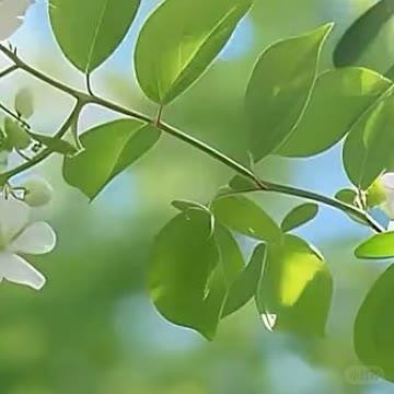 0000苦瓜的种植方法如下：一、选种与催芽：选择饱满、无病虫害的苦瓜种子，用温水