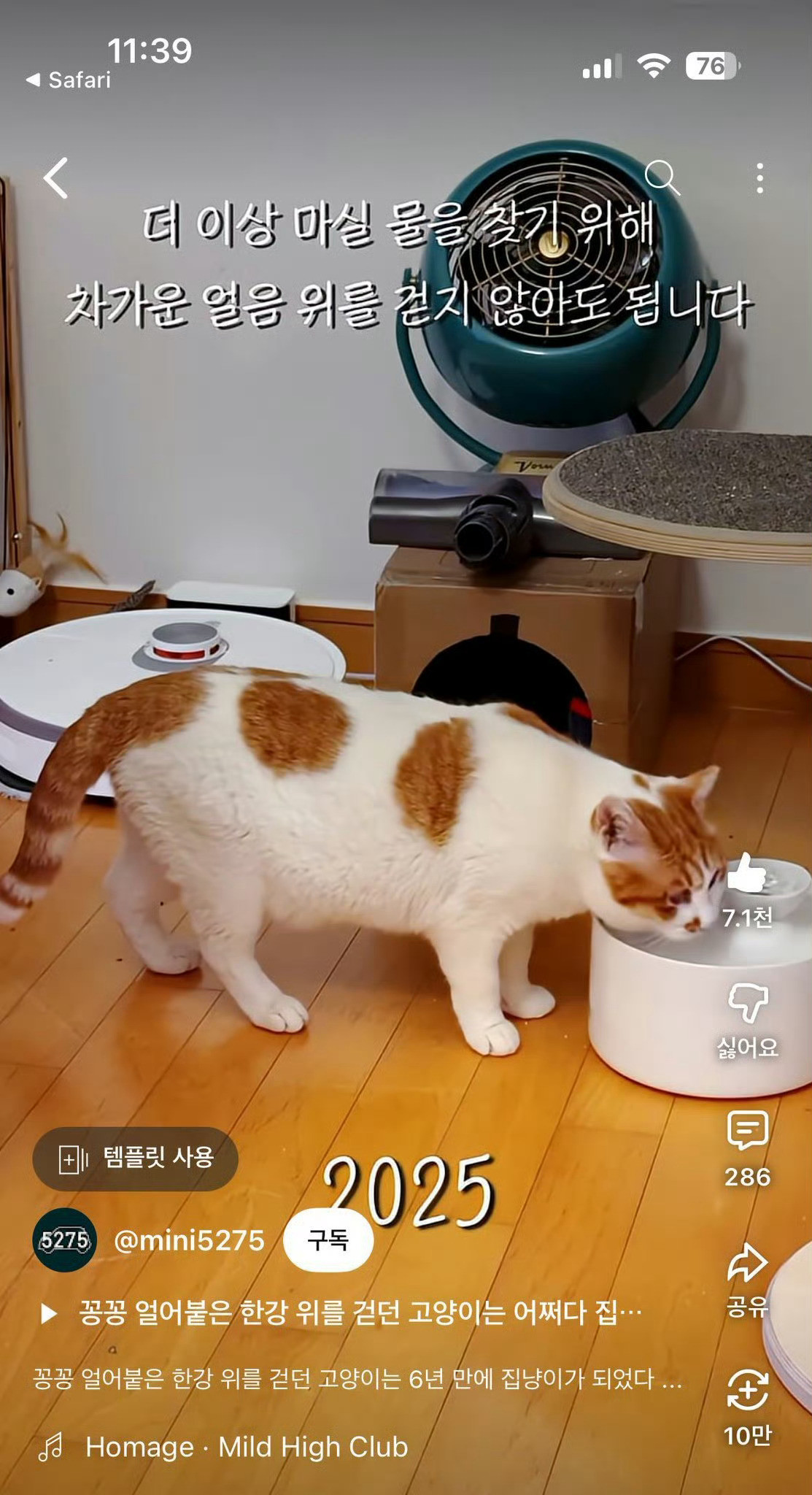 汉江猫现状现在是汉江小肥猫​​​