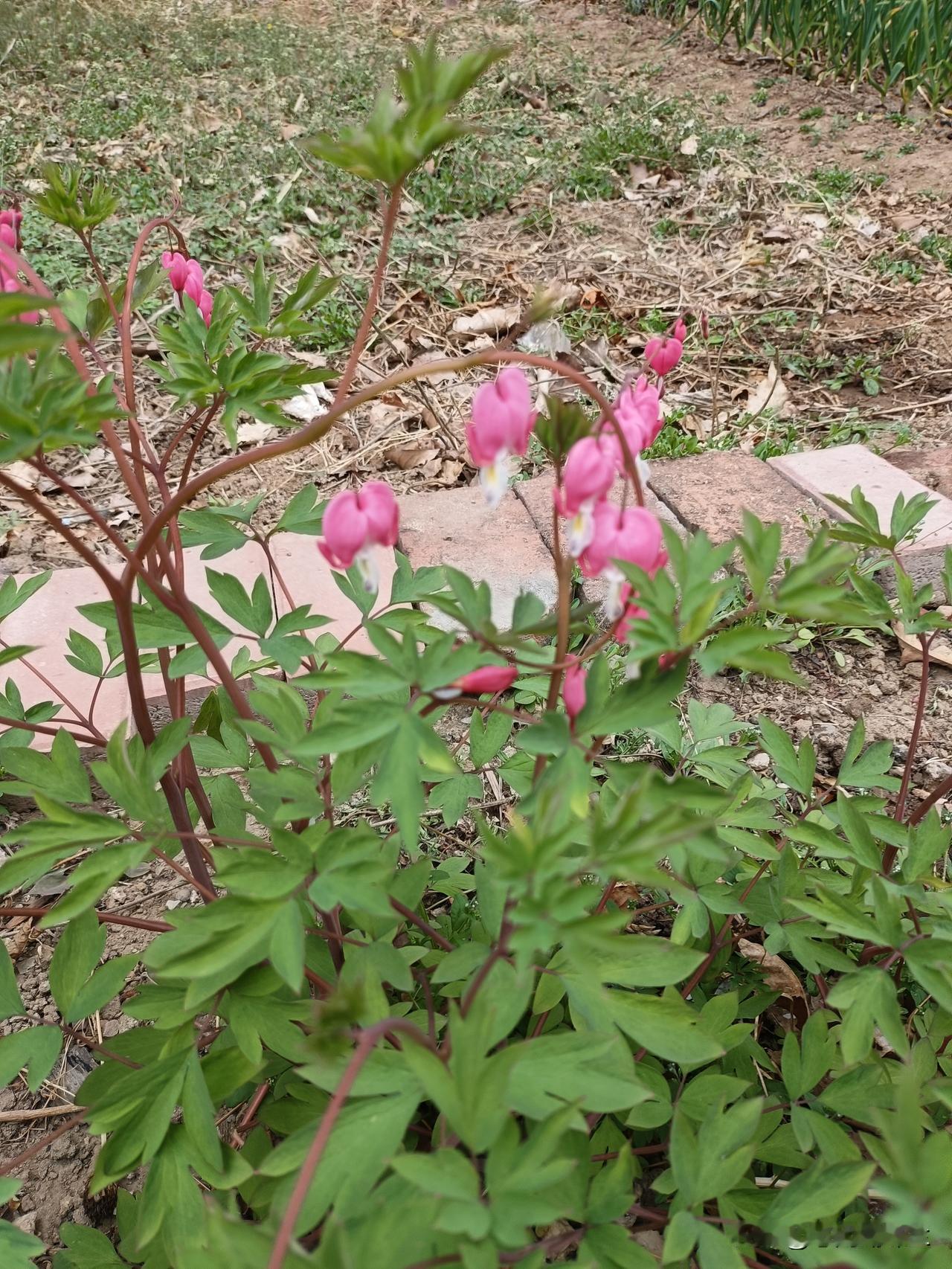 我的荷苞牡丹开花了，昨天看只开了几朵，今天看开的就多了，粉色的花朵垂下来，像一个
