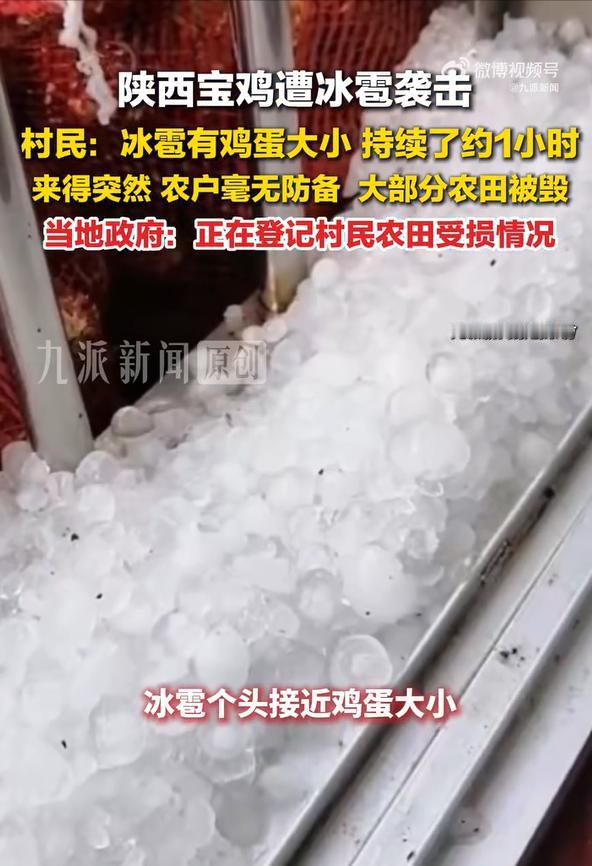 宝鸡遭冰雹袭击村民农田被毁一小时，鸡蛋大的冰雹，砸在陕西宝鸡的田里，砸在今年
