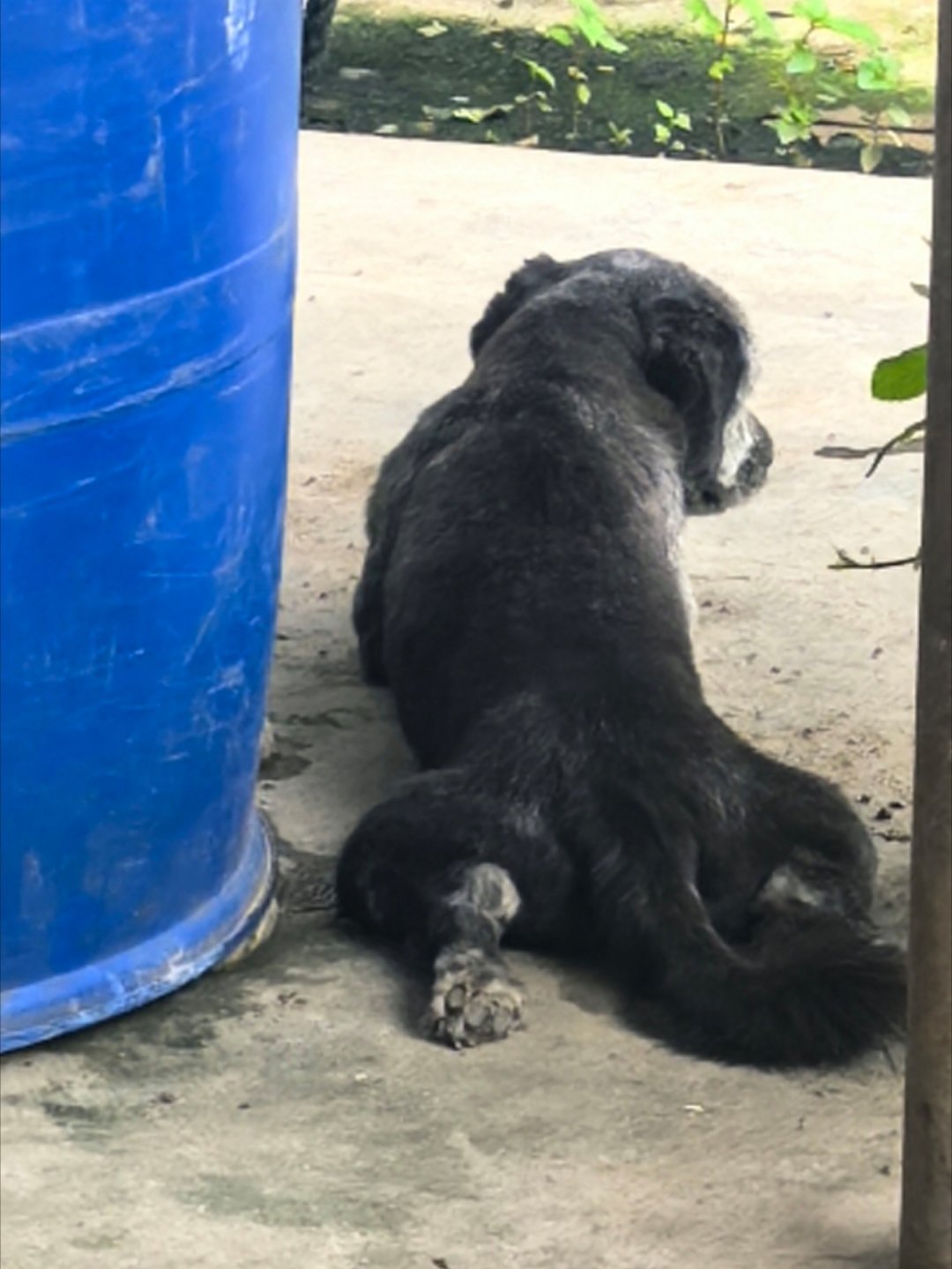 好丑的小狗[笑着哭]​​​