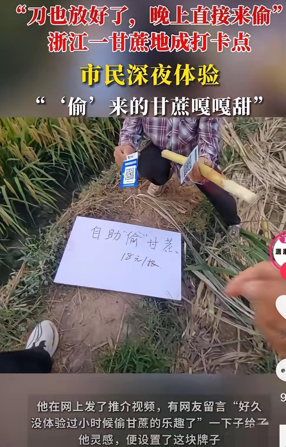 浙江大哥玩得太绝了！自家甘蔗地不按常理卖，直接挂块手写牌：“自助‘偷’甘蔗，19