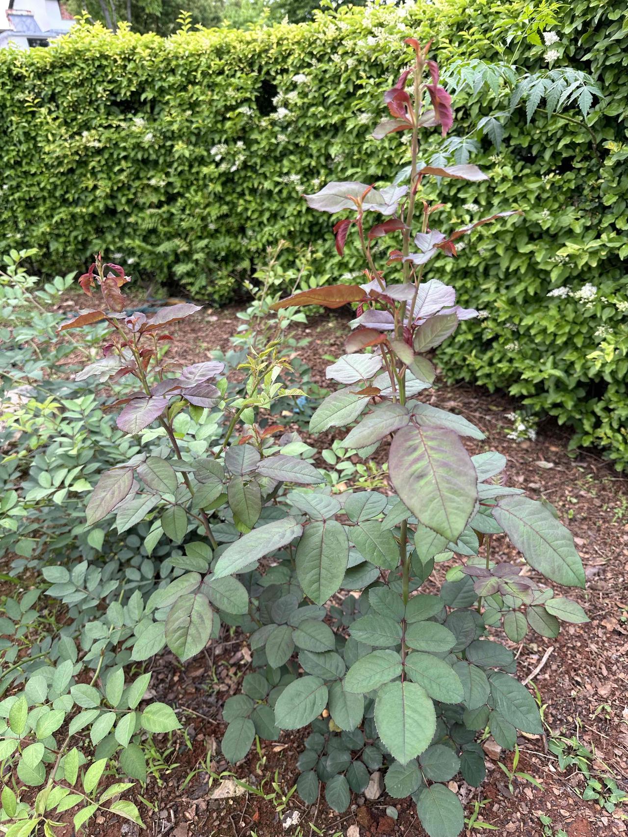 再也不会傻傻地分辨不清玫瑰花和月季花了，它们的叶片略有不同，包括小叶的片数、叶片