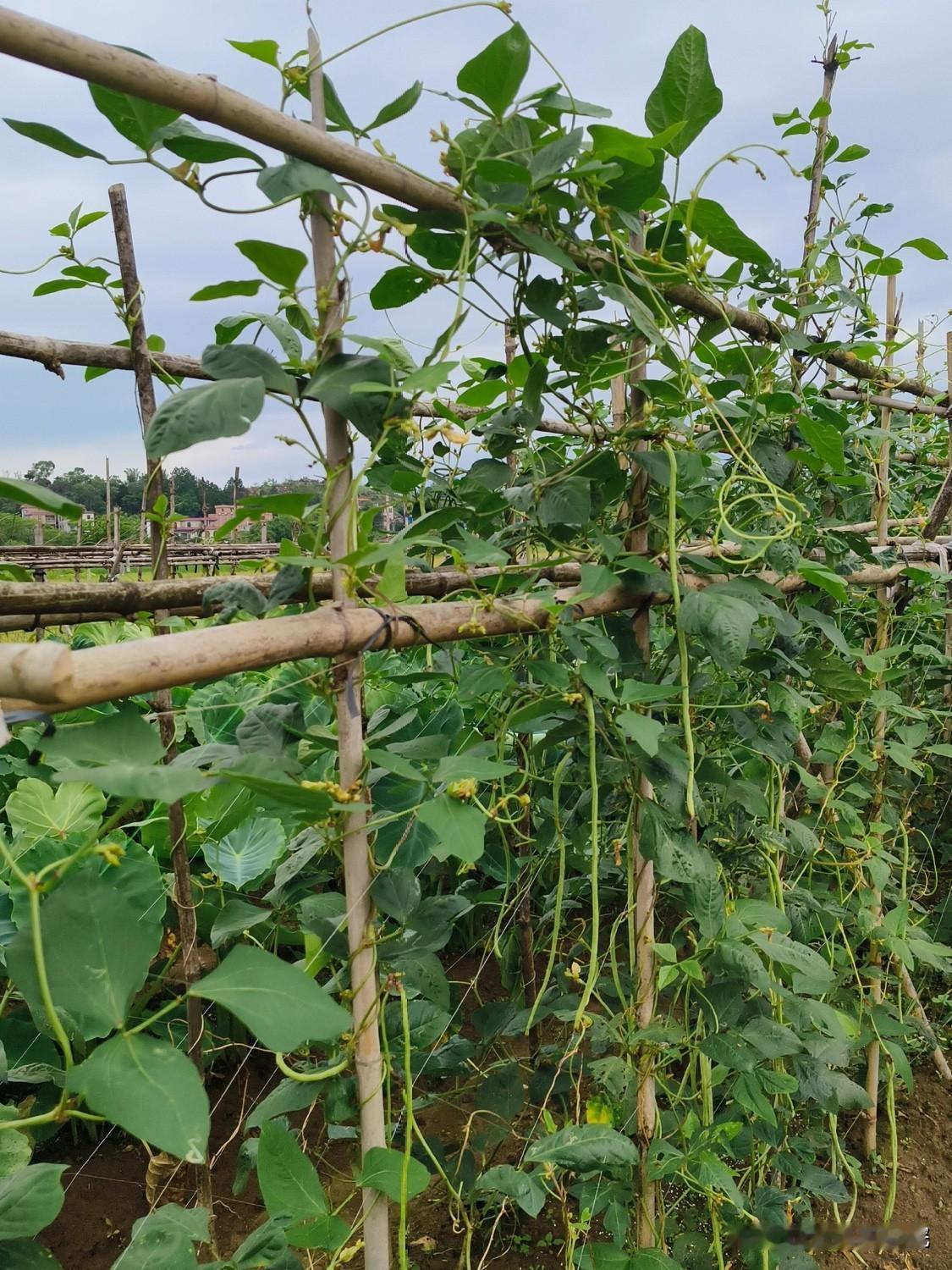 豆角想挂满架不早衰？记住4个田间小技巧，从上到下层层结荚很多种豆角的农户都遇