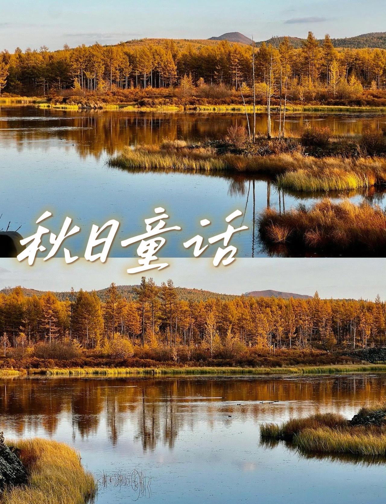 在阿尔山赏秋的每一天都是人生moment！大兴安岭的彩林和乌苏浪子湖的晨雾美到