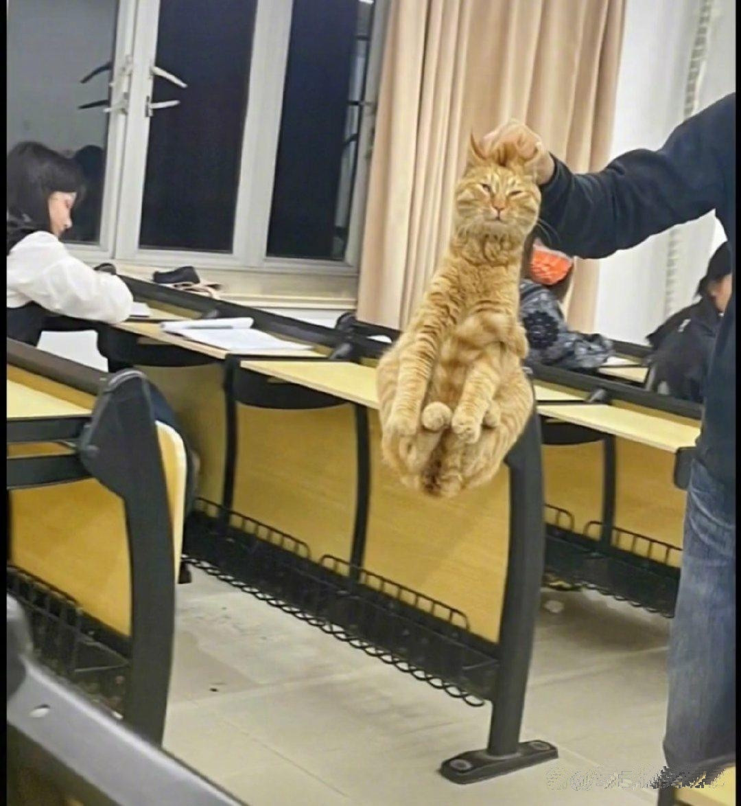 猫：我不要面子的吗，还有后面那个拿手机拍的，给我放下！
