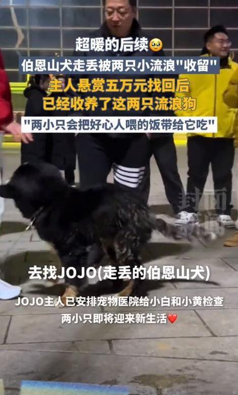 大团圆结局！山东烟台，救了5万伯恩山犬的流浪狗狗小白和小黄被收养了，是伯恩山犬的
