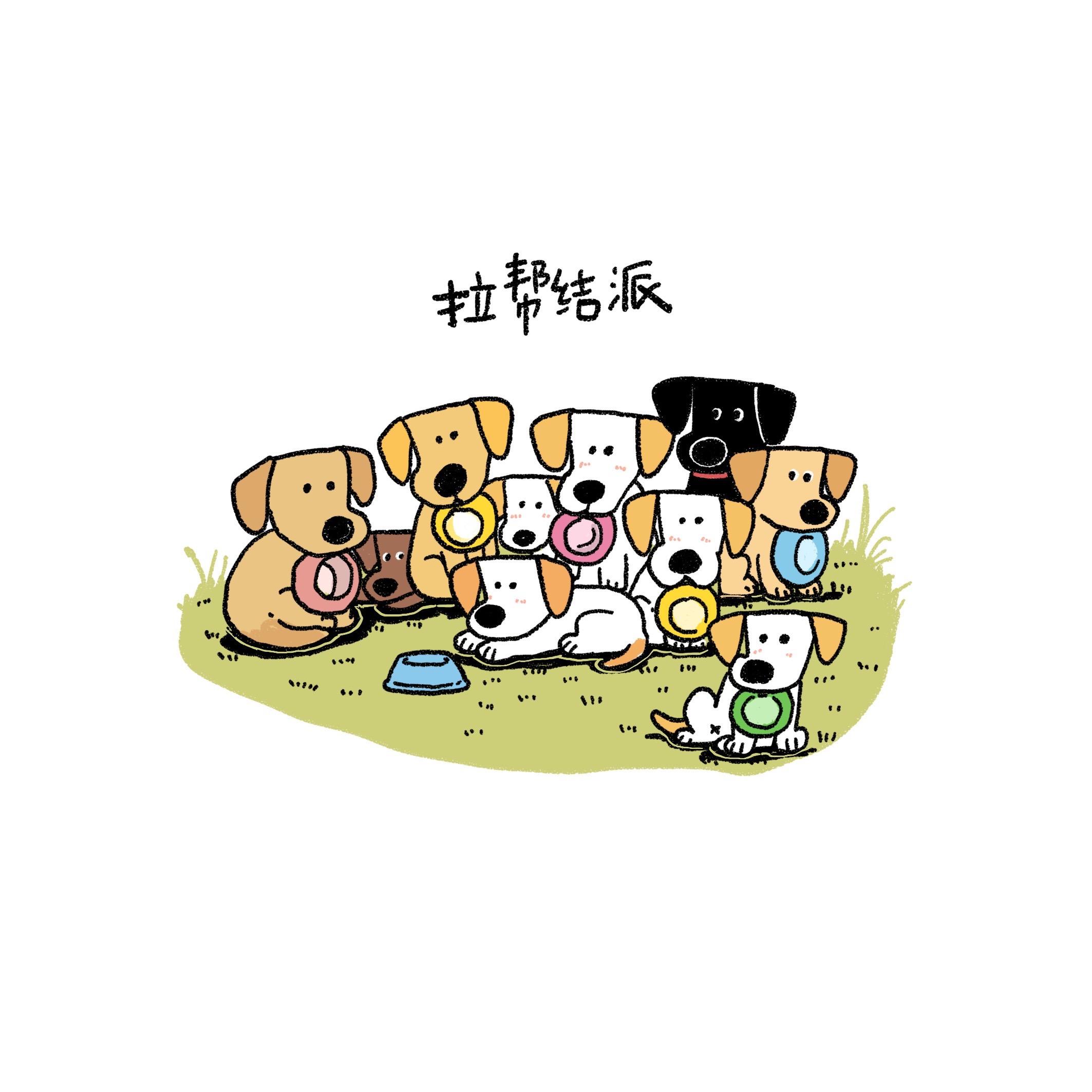 拉布拉多专用。