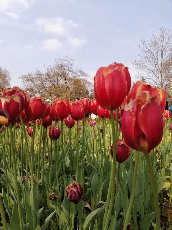 上联：梦里相思情切切；念姐邀对花间细语意绵绵。