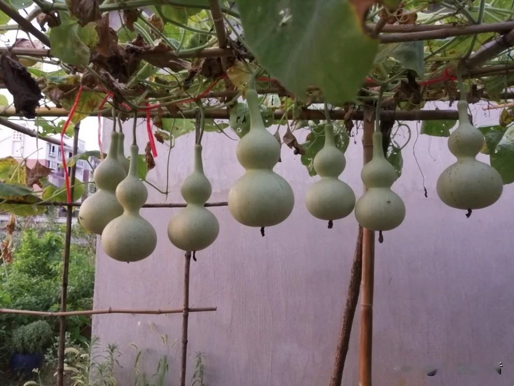 同样是一根藤上结出七只葫芦，实在没必要过度神化。自家栽种的葫芦藤蔓上，一根枝蔓