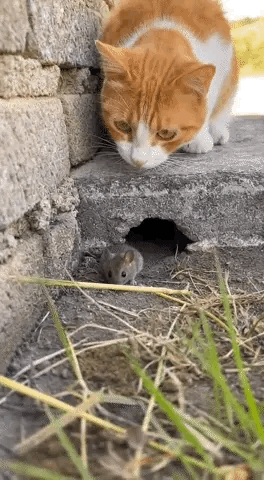 猫咪:敌不动，我不动，敌欲动，我先动。