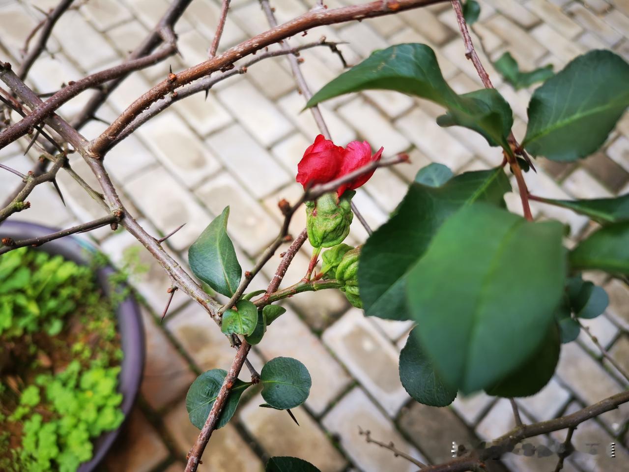 大学英语专业正在被逐步取消，AI翻译准确性越来越高，如果不是为了升学，普通人到底