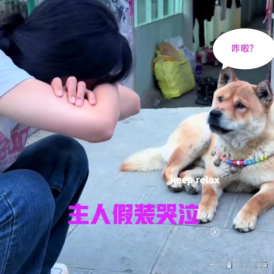 女子养了一只中华田园犬，为了试探一下狗子，便蹲在地上，捂着脸假装哭了起来。狗子刚