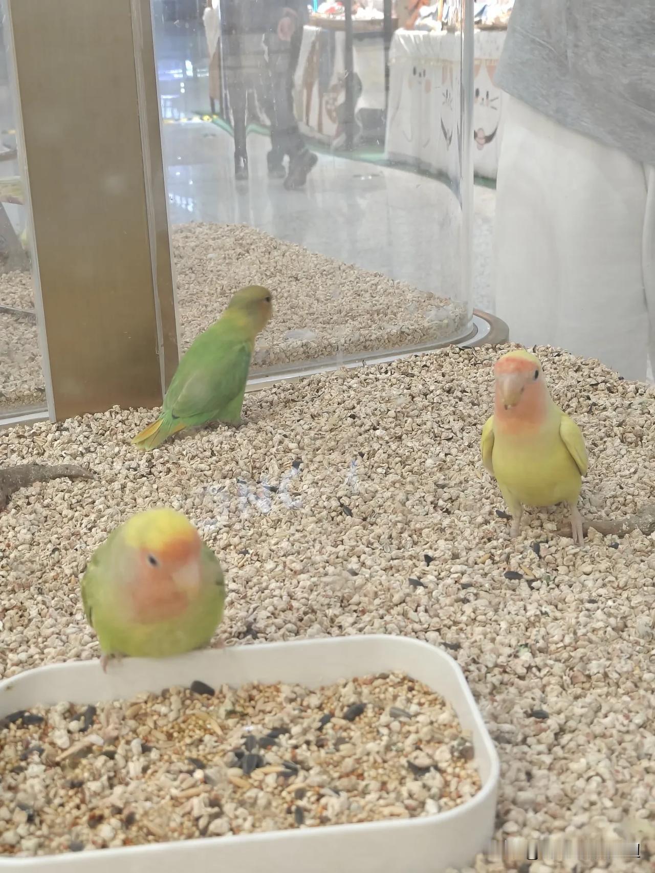 老公不想养兔子了，想养鹦鹉。这两天，老公一直怂恿女儿养鹦鹉吧，因为家里的兔子养