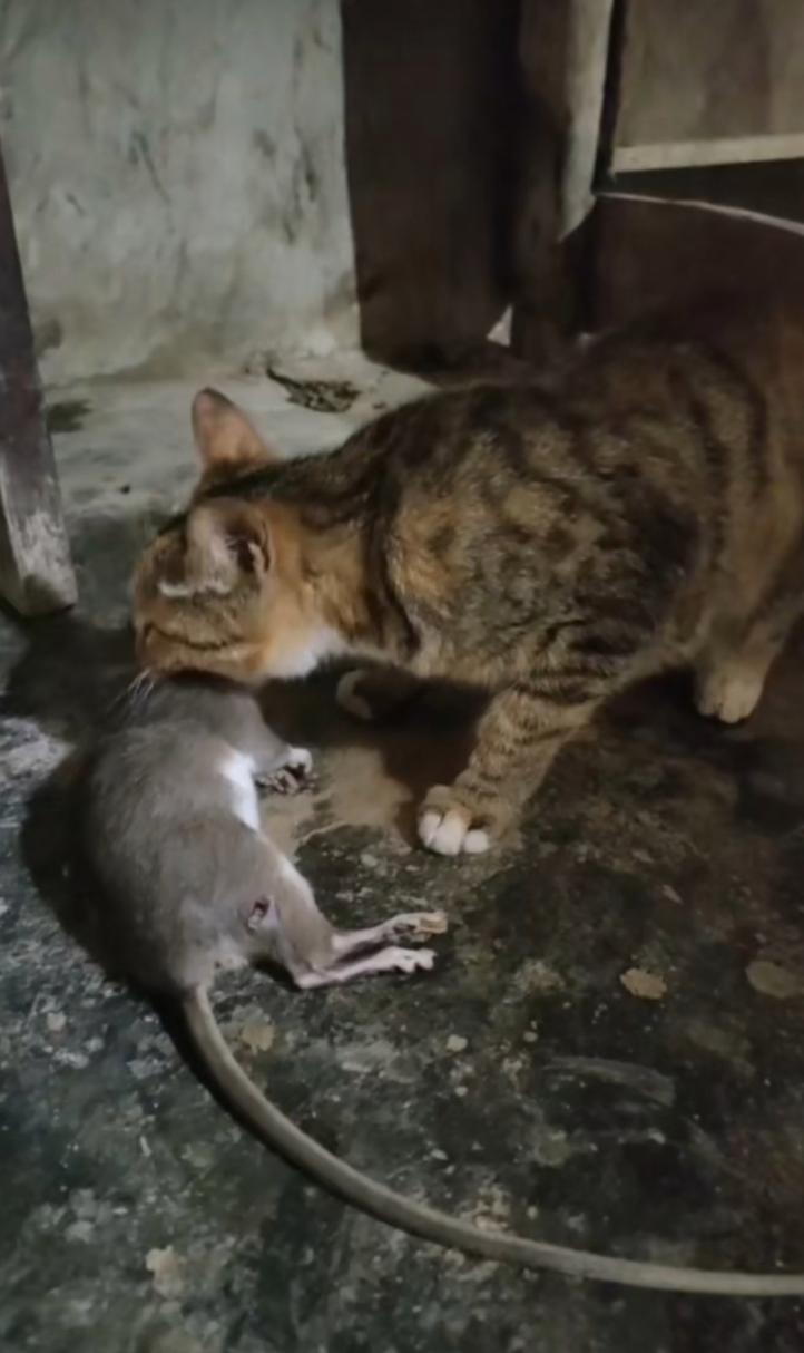 这是一只冠军猫！近日，江西省南昌市一只猫意外走红全网，这只猫一晚上抓了27只老