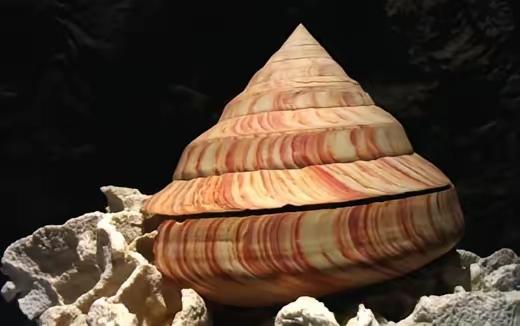 1965年9月，渔民张万全夫妇在东沙群岛海域捕鱼。晚上收完最后一张网时，张万全的