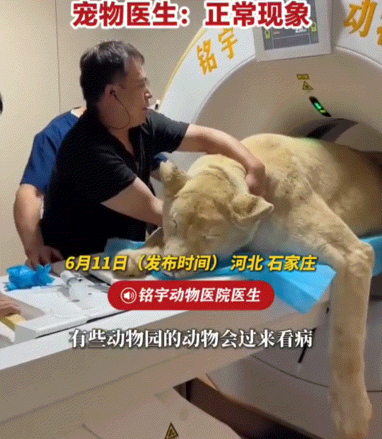 笑不活了。河北石家庄一宠物医院，来了一只难产狮子就医生产，而当狮子做完手术未苏醒