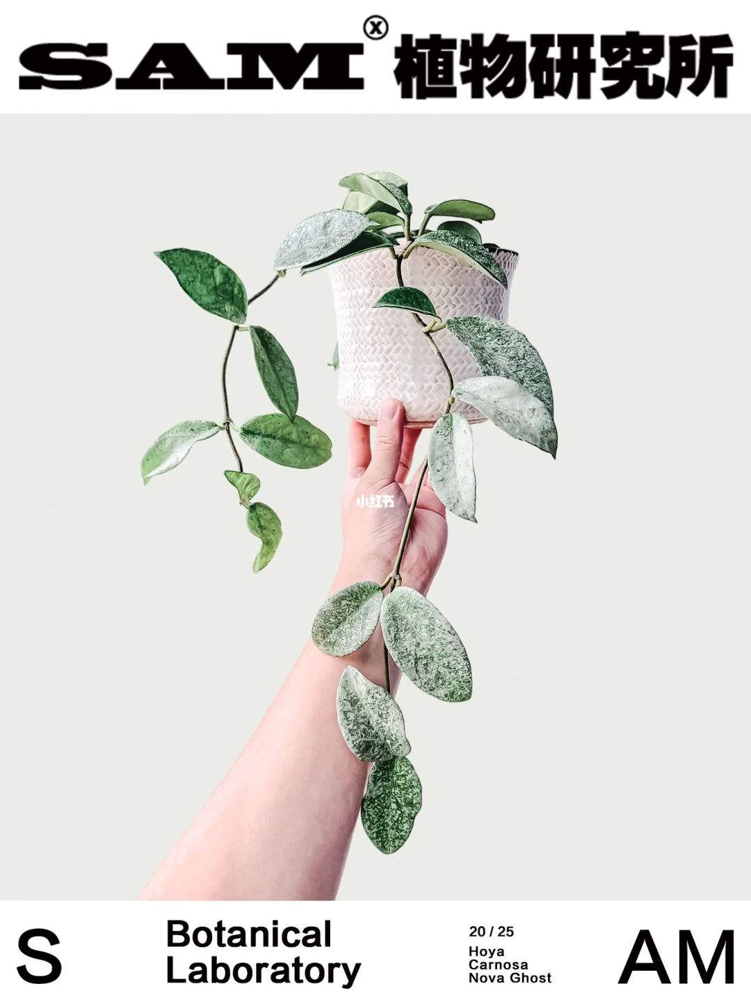 雪花鬼球兰｜Hoya Carnosa Nova Ghost