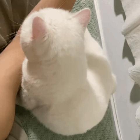月底每天揪1只喝咖啡奶茶评论就ok​​​