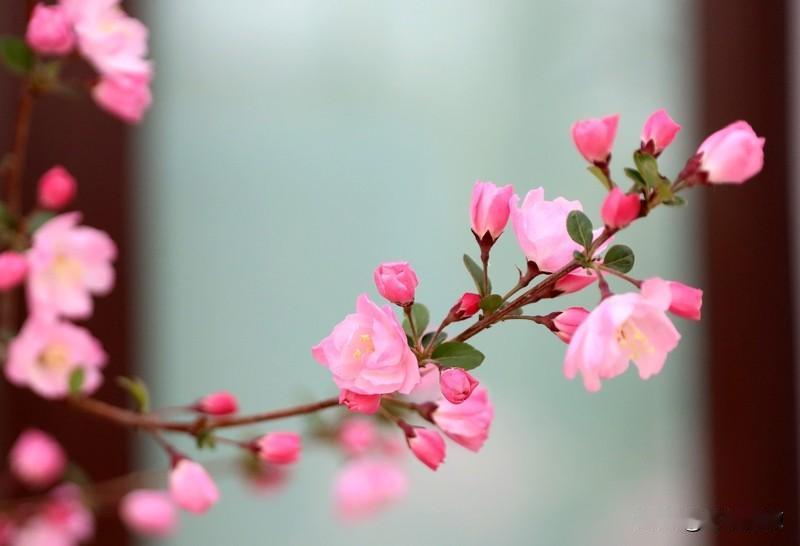 在海棠花开的时节，我定要晒一晒自己栽种的海棠花，那叫一个美到极致！海棠花有木本