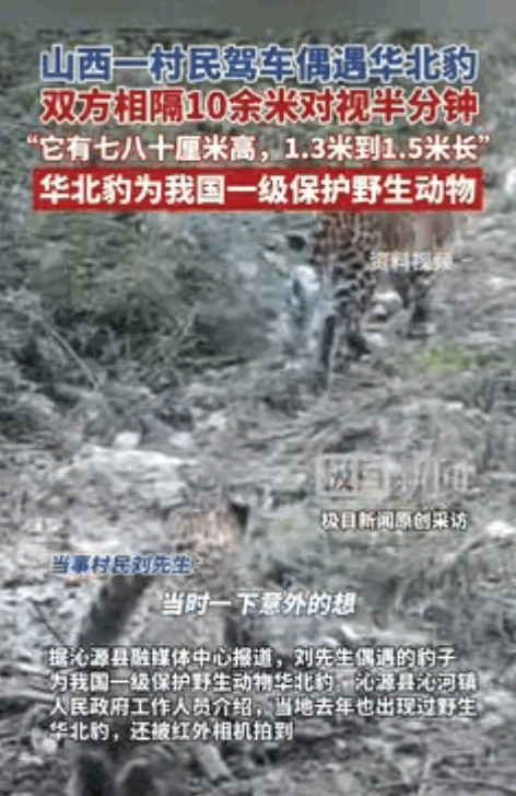 “胆子不一般的大！山西沁源，一男子回家途中，偶遇一只<em>华北豹</em>，他立即将车子停下来