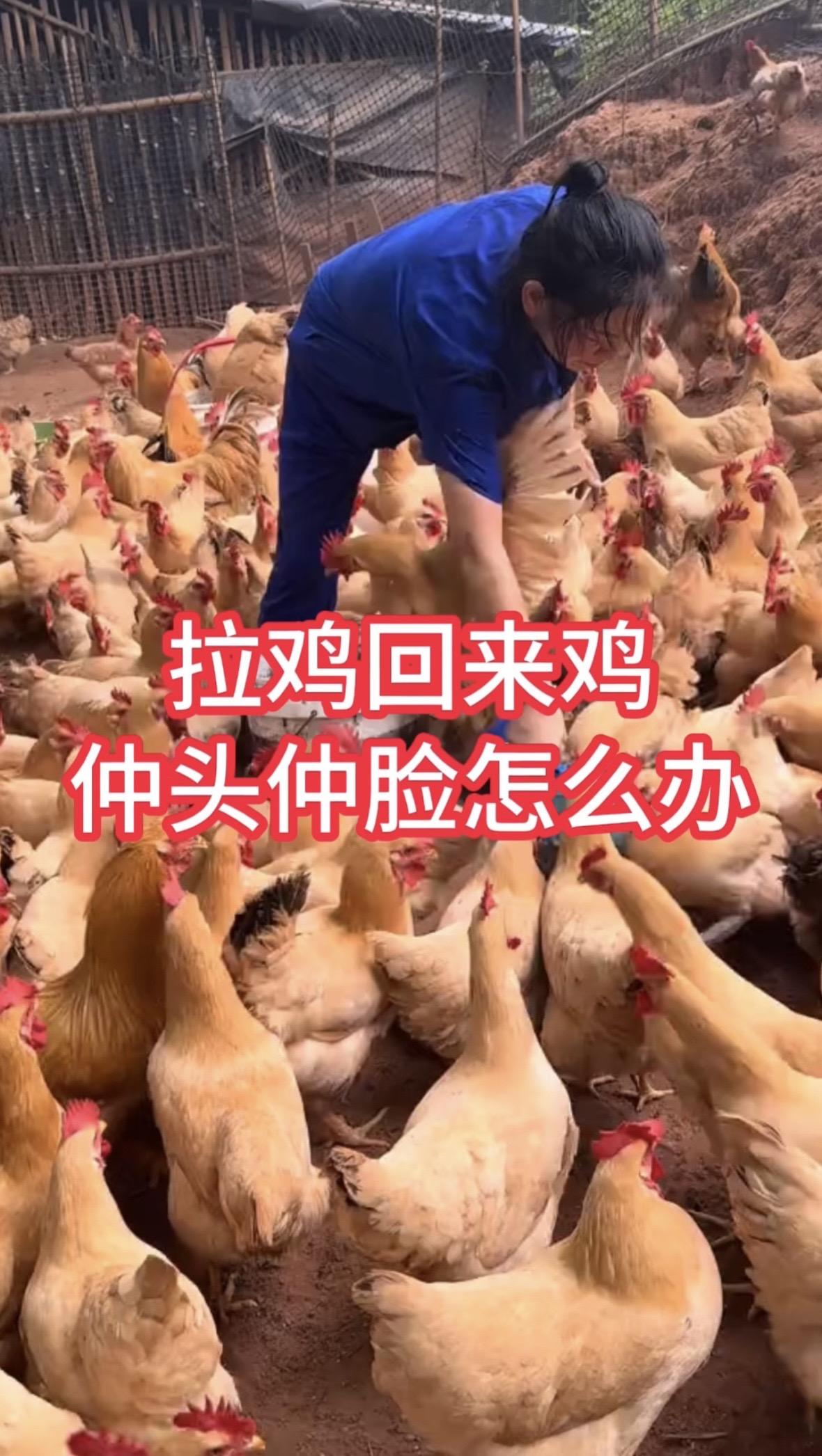 拉鸡回来仲头仲脸，呆立不吃怎么办养鸡小妙招农村散养土鸡