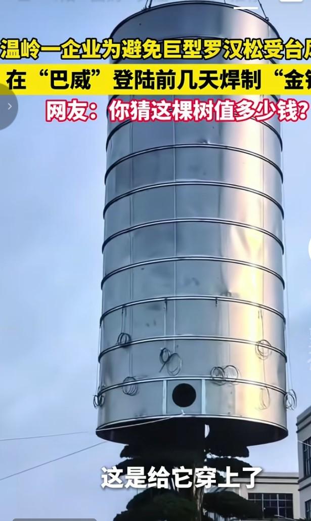 千万罗汉松喜提不锈钢金钟罩，排面拉满台风“巴威”逼近台州温岭，当地一家企业