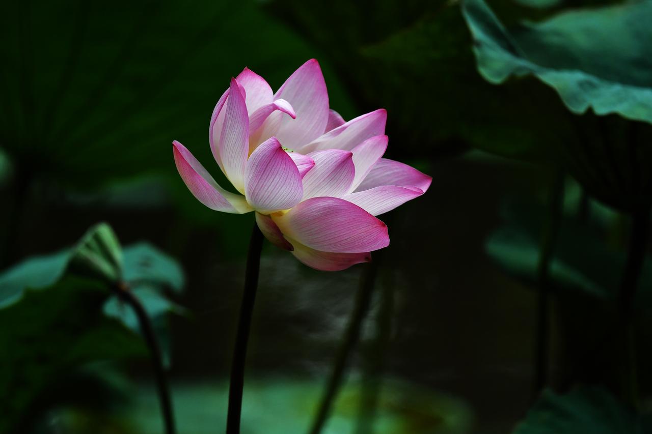 今年最后的荷花，广州很多公园的荷花已谢了（原创）摄于广州珠江公园随手拍夏荷荷