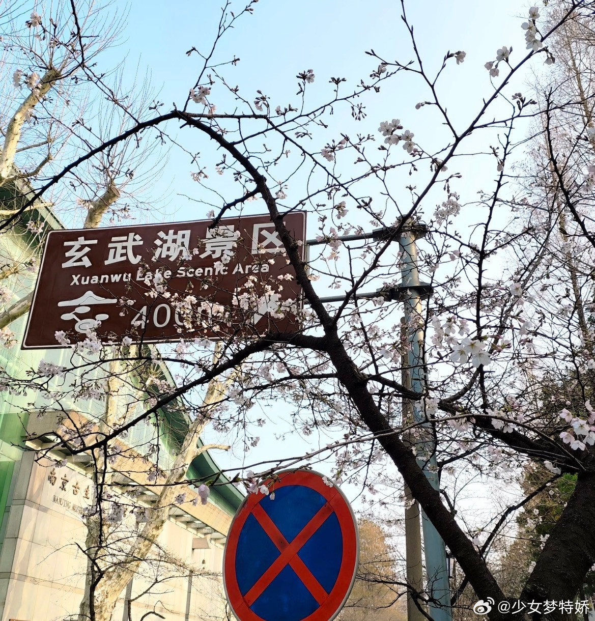 鸡鸣寺樱花❤️翻到去年拍的鸡鸣寺樱花，美到失语！！准备今年春天继续冲！❤️最佳赏