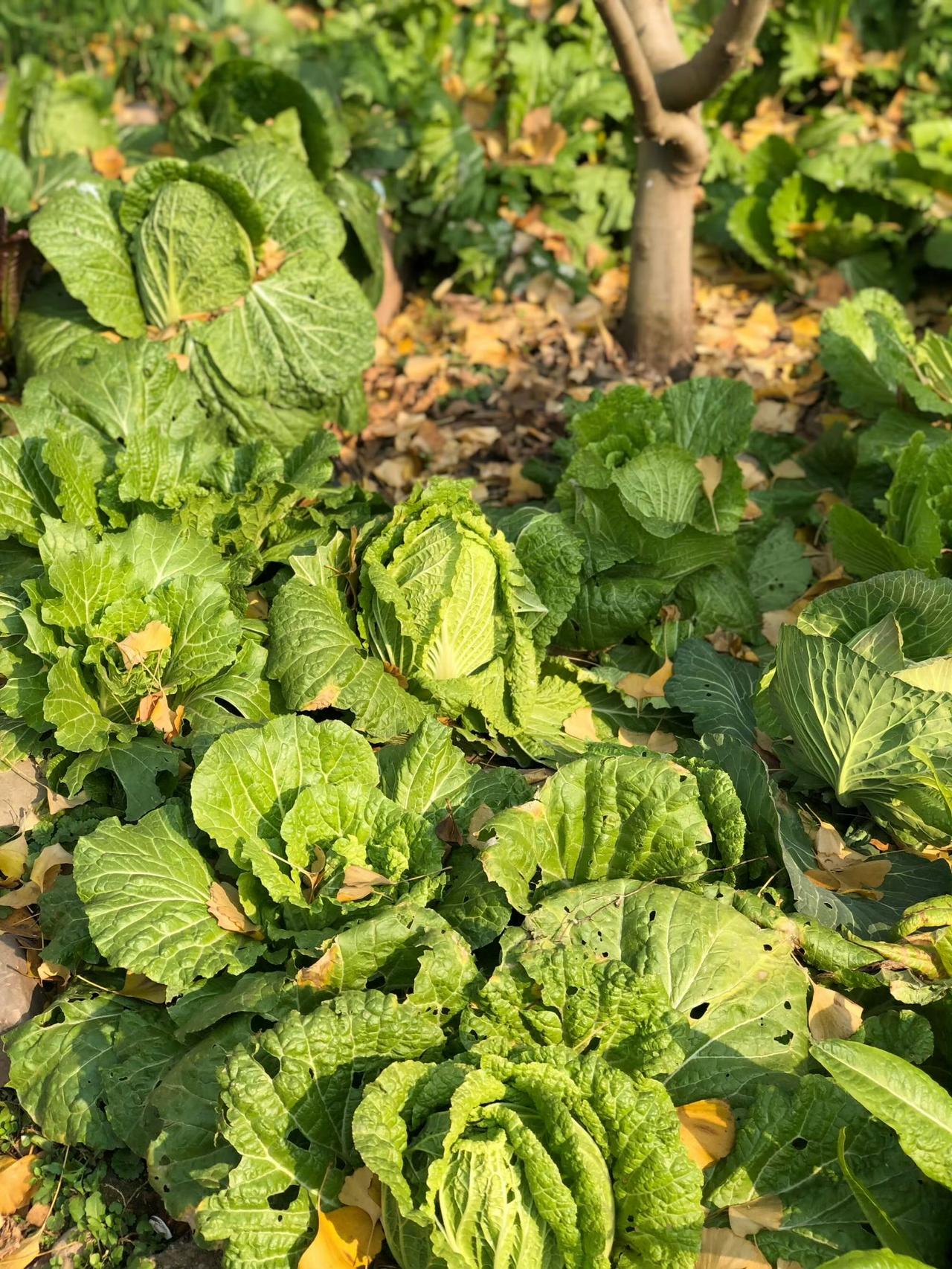 我不想精神内耗，我想早点睡觉💤