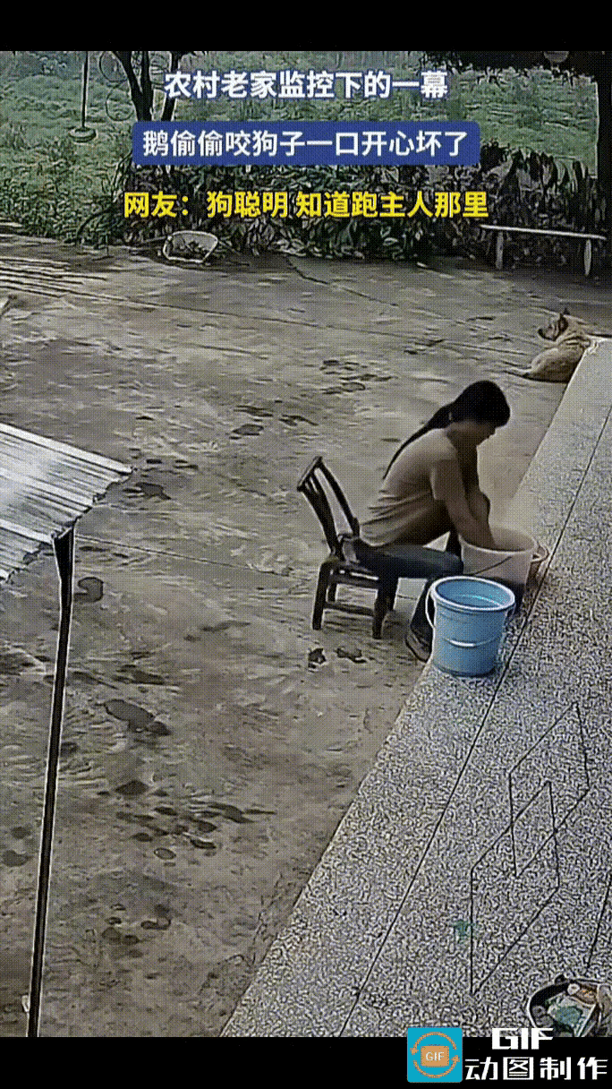 谁能想到家里最有城府的居然是一只大白鹅啊！本来安安静静的小院，直接被这只鹅上演了