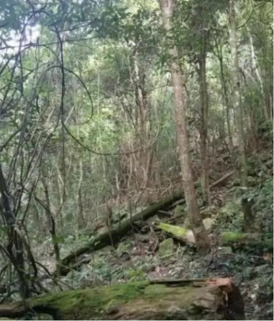 如果打仗了往山里跑安不安全？这么跟你说吧，十个人躲进山里，大概能有七八个活下来；