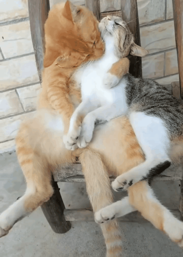 猫咪的爱情故事，人有人的爱情，猫咪也有自己的爱情！