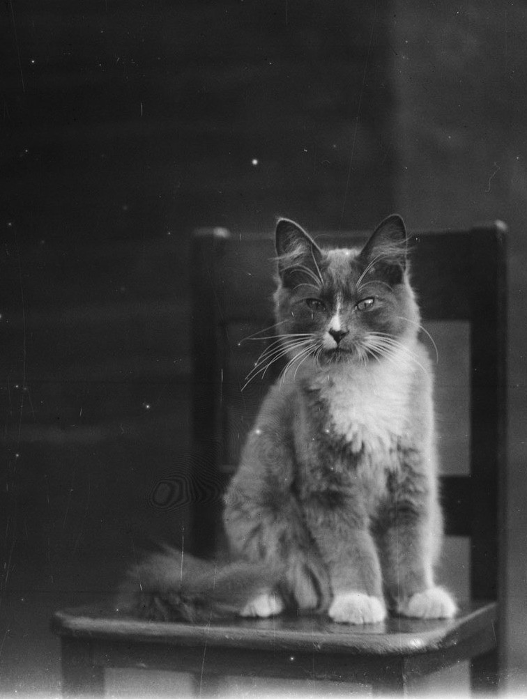 椅子上的猫咪“桃桃”1916年8月，摄影师WilliamD.Hassler