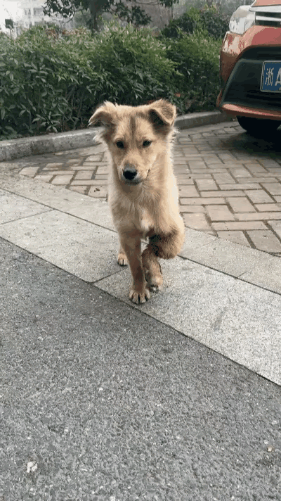 小区里有只流浪狗，看着怪可怜的。它每天都在小区转悠，有一条腿之前被车撞断了，走路