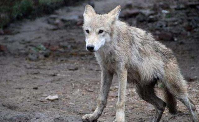 新疆男孩3岁被狼咬掉半张脸，靠吸米糊存活，13岁被父亲赶出家门，娶妻后如何生活？