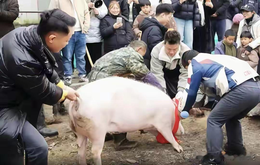 多地紧急叫停“刨猪宴”这事挺值得说道。1月17日重庆两江新区蔡家岗街道一场“刨猪