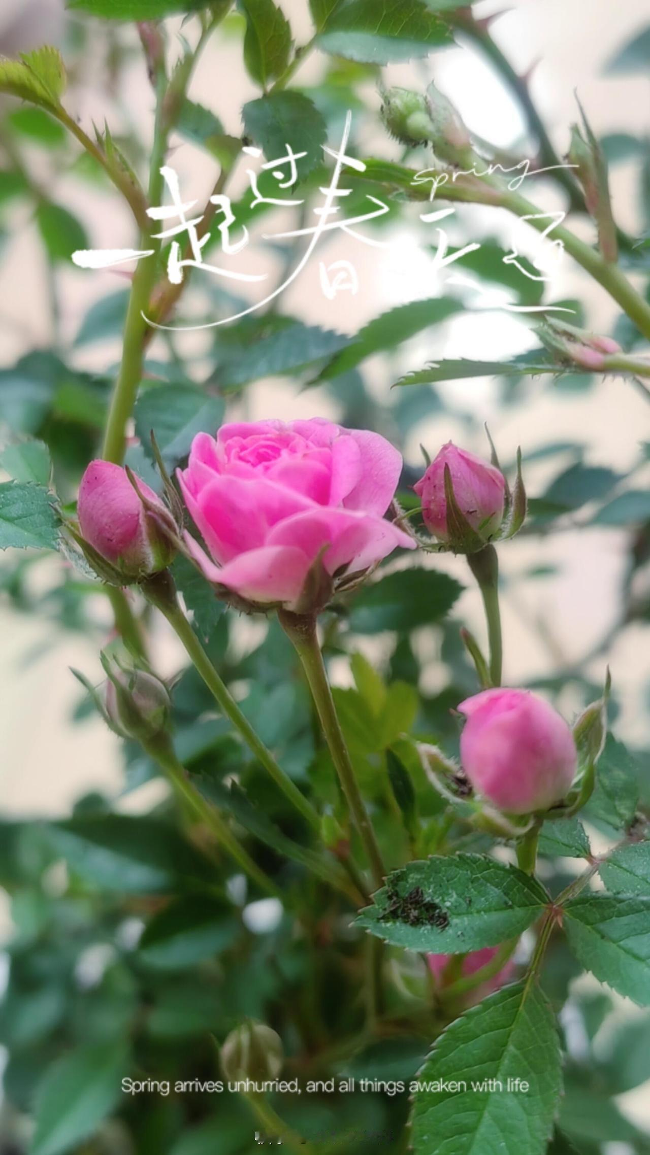 今年春天最想实现的心愿今年春天我最想把几盆花养好。春天万物复苏，养花正当时。过