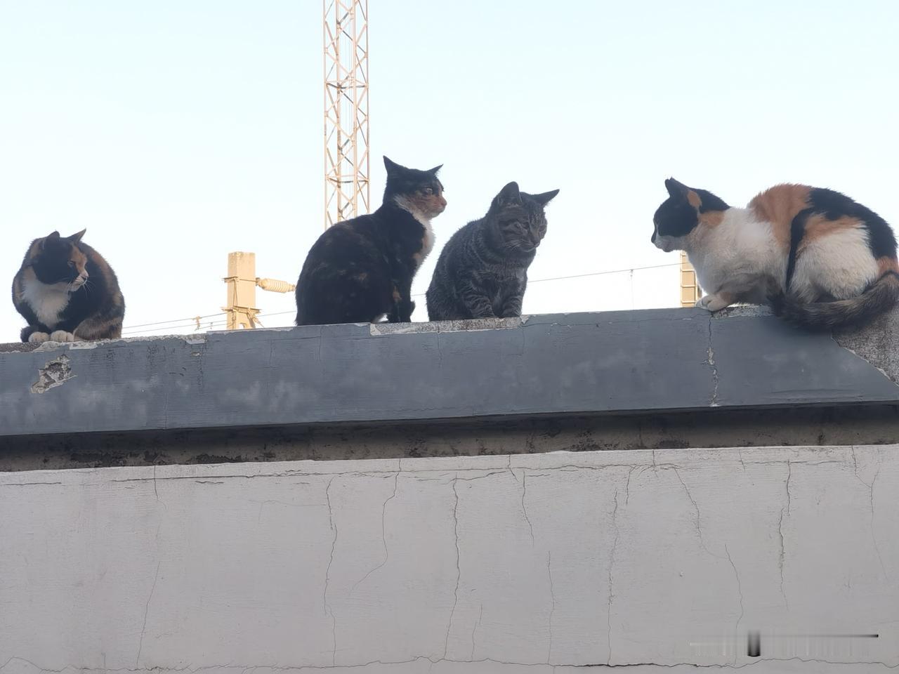 路边的墙头上趴着几只猫，虽然是流浪猫，但长相都很不错。它们不是在那里摆Pos