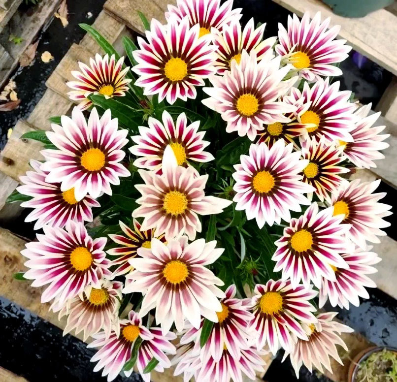 ‎种植重瓣勋章菊（常简称勋章菊）的种植主要包含播种繁殖、土壤准备、光照温度管理