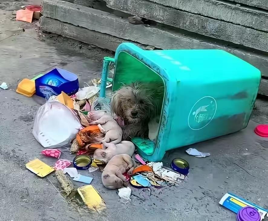 宠物狗一家四口被无情遗弃垃圾桶，狗妈妈眼含热泪祈盼好心人收留救助我是小区保洁