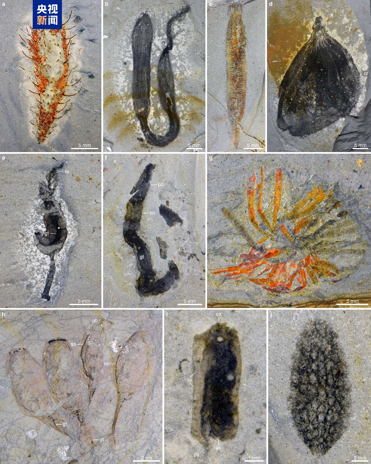 花垣生物群化石为揭示5亿年前生物大灭绝提供关键证据