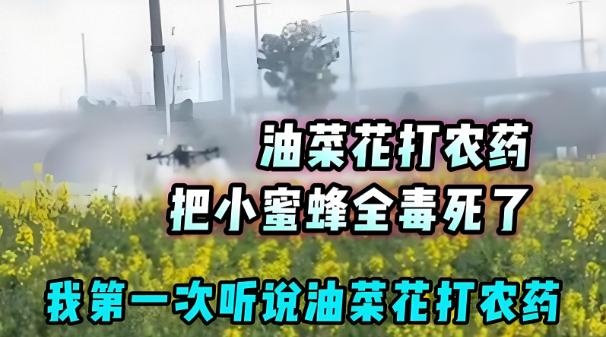 湖南一地给油菜花撒药造成大量蜜蜂死亡，当地回应：部分蜂农养蜂未报备，无法通知到所