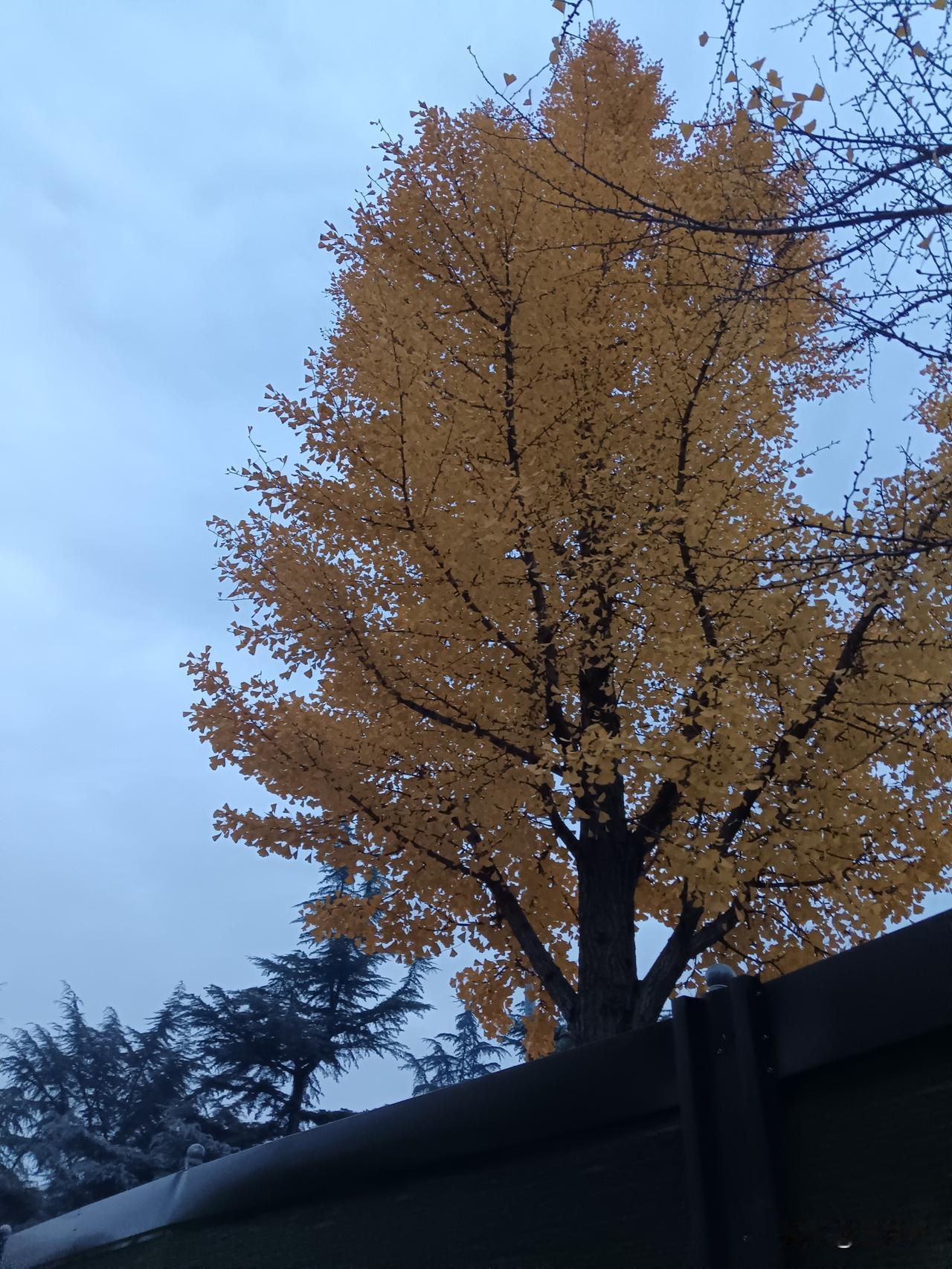 走在长平西街，路边的银杏树叶已经泛黄，远远望去，叫人流连忘返。这是在返修的街道边