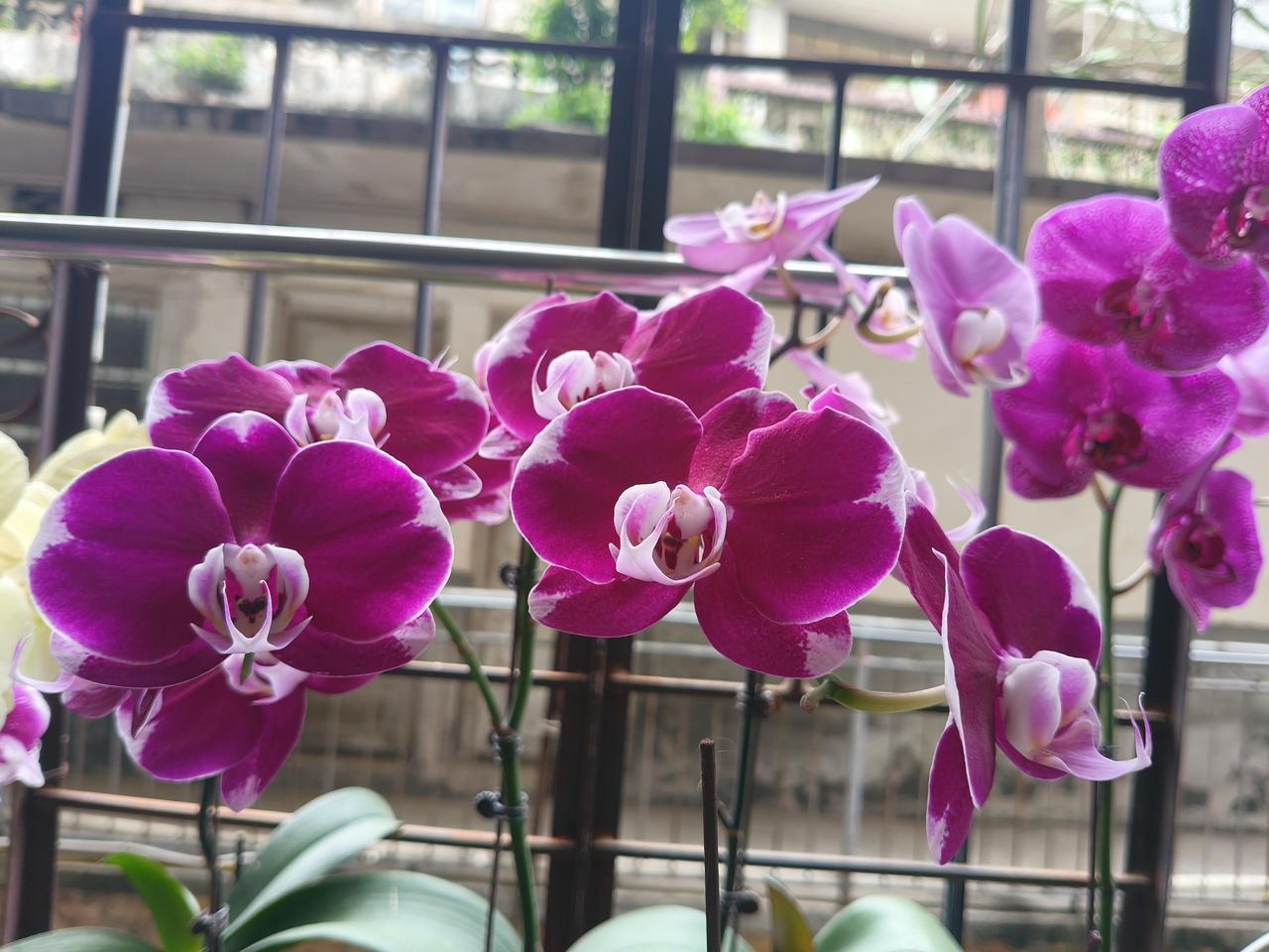 一束美丽的紫色兰花在阳台上绽放。