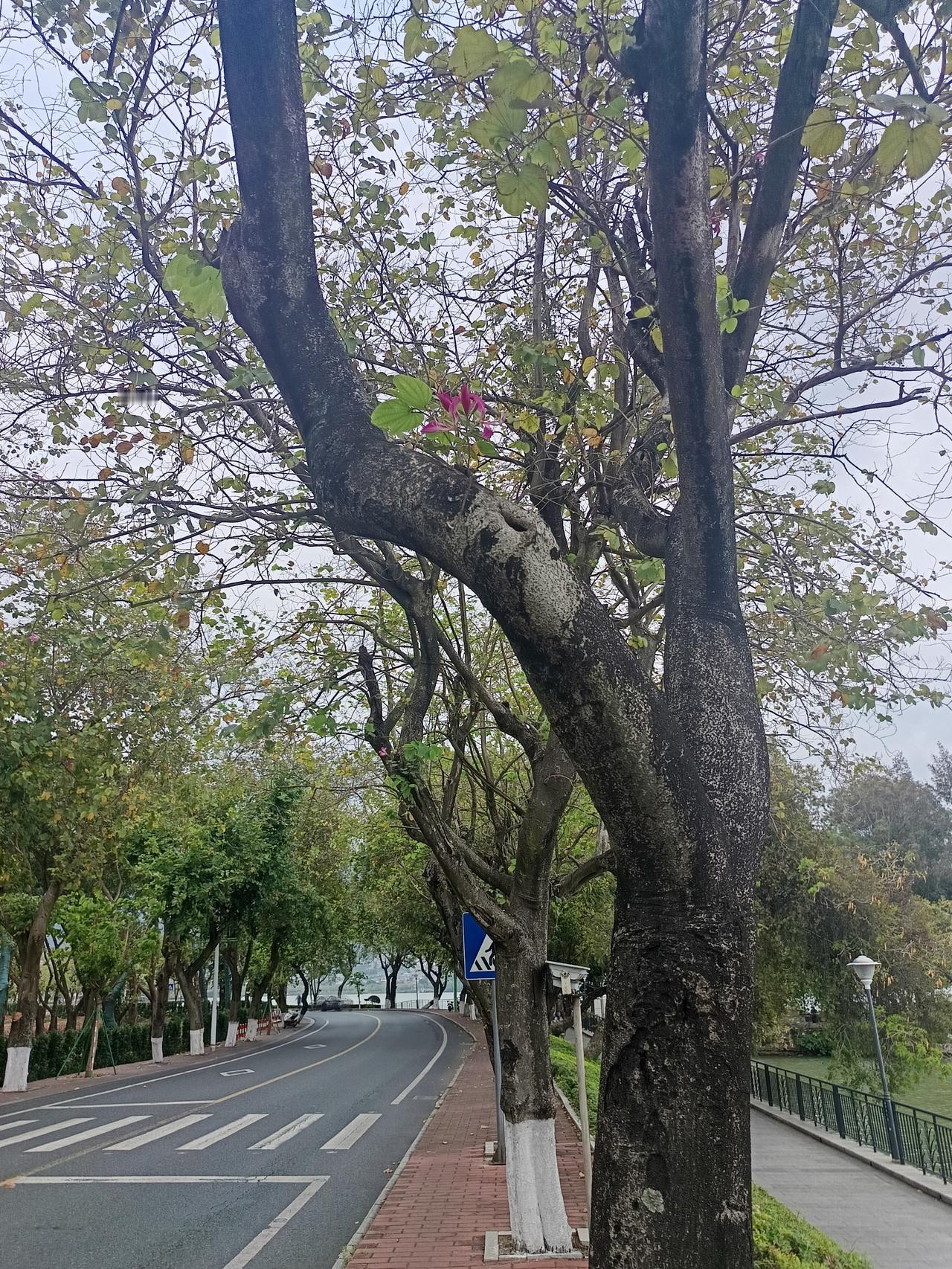 我在西湖旁边发现一个很严重问题但不知道怎么说才好你敢相信吗？这里就是